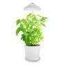 Bioledex GoLeaf TOP5 LED Pflanzenleuchte Vollspektrum 5W USB Pflanzenbeleuchtung