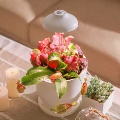 Bioledex GoLeaf TOP5 LED Pflanzenleuchte Vollspektrum 5W USB Pflanzenbeleuchtung -Philips Store bioledex goleaf top5 led pflanzenleuchte vollspektrum 5w usb pflanzenbeleuchtung4